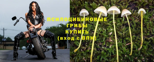 ГАЛЛЮЦИНОГЕННЫЕ ГРИБЫ Гусиноозёрск